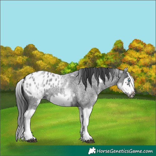 Horse Color:White Spotted Blue Roan Splash Frame Appaloosa 