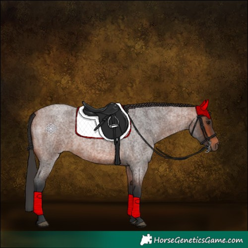 Horse Color:Bay Roan 