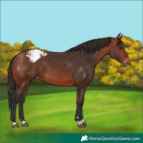 Horse Color:Bay Appaloosa 