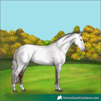 Horse Color:Gray Chestnut