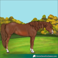 Horse Color:Chestnut 