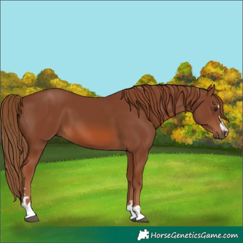 Horse Color:Chestnut 