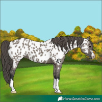 Horse Color:Grullo Appaloosa 