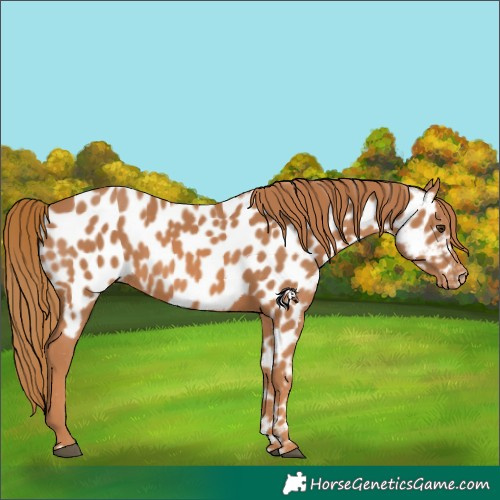 Horse Color:Chestnut Appaloosa