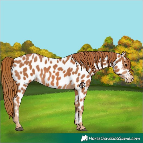 Horse Color:Chestnut Near Leopard