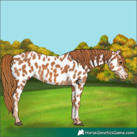 Horse Color:Chestnut Appaloosa