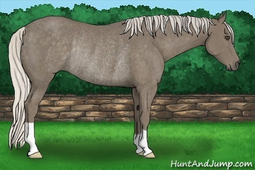 Horse Color:Silver Smoky Black Rabicano 