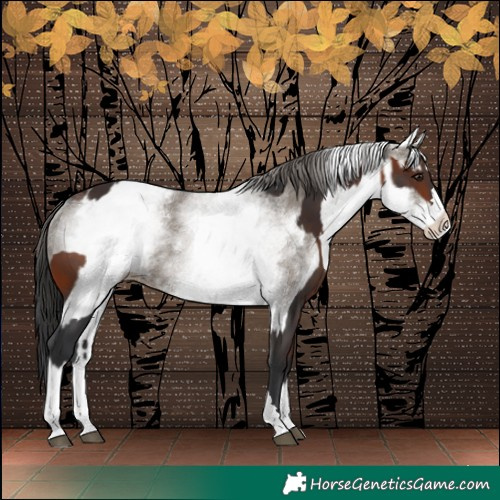 Horse Color:Brown Rabicano and White Spotted Grullo Appaloosa Rabicano
