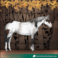 Horse Color:Brown Rabicano  and White Spotted Grullo Appaloosa Rabicano 