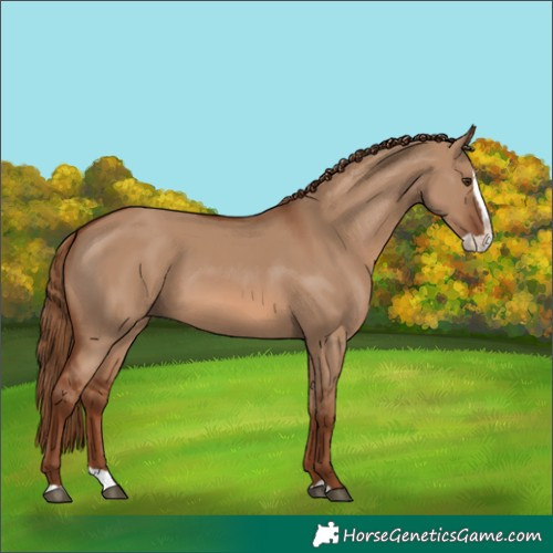 Horse Color:Red Dun Splash 