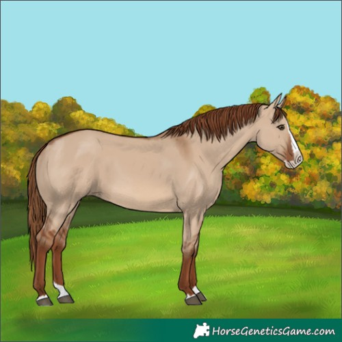Horse Color:Red Dun Splash