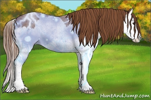 Horse Color:Red Roan Splash