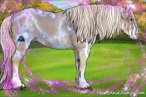 Horse Color:White Spotted Palomino Roan 