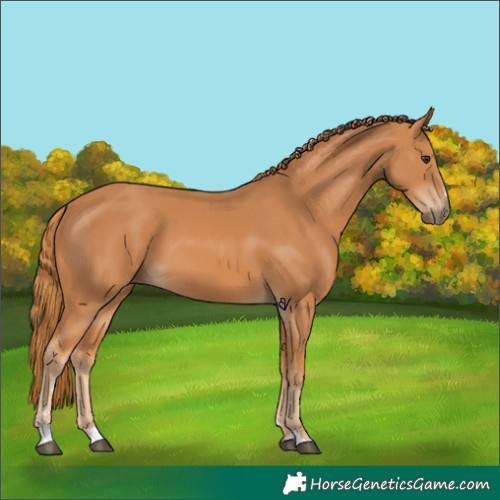 Horse Color:Chestnut 