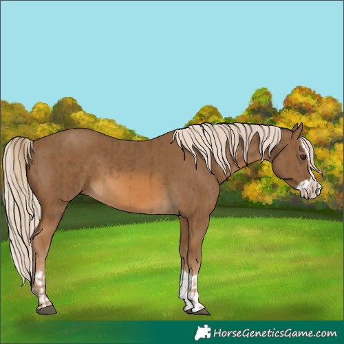 Horse Color:Chocolate Palomino and Chocolate Palomino Splash