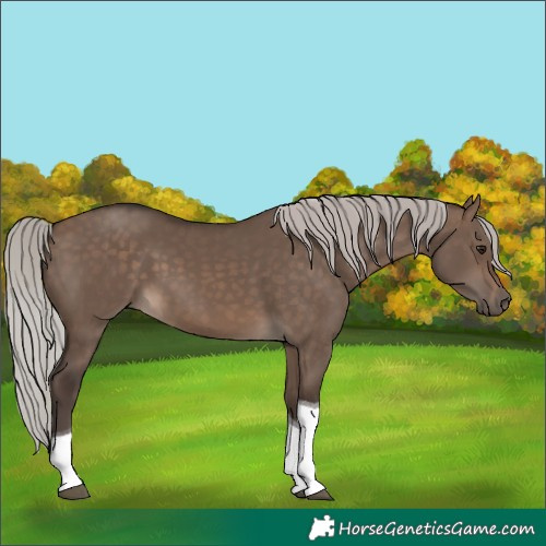 Horse Color:Unknown 