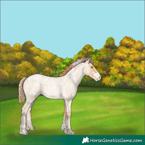 Horse Color:White Spotted Buckskin Roan Pearl 