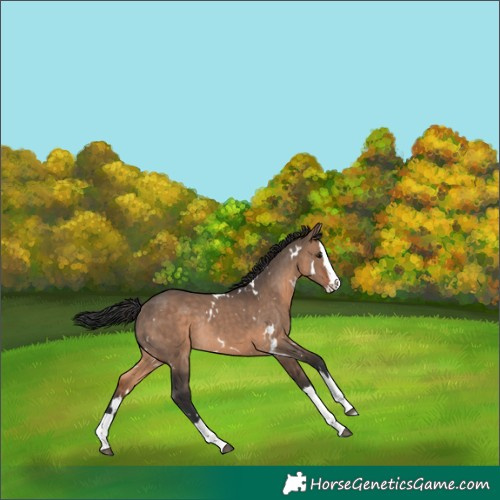 Horse Color:White Spotted Brown Dun Splash Rabicano 