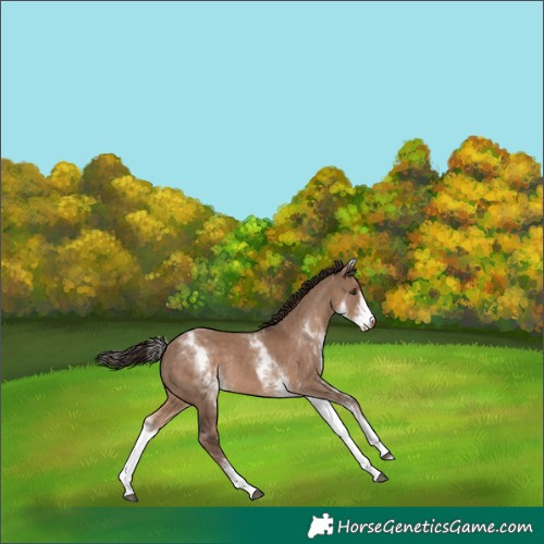 Horse Color:White Spotted Liver Red Dun Rabicano 