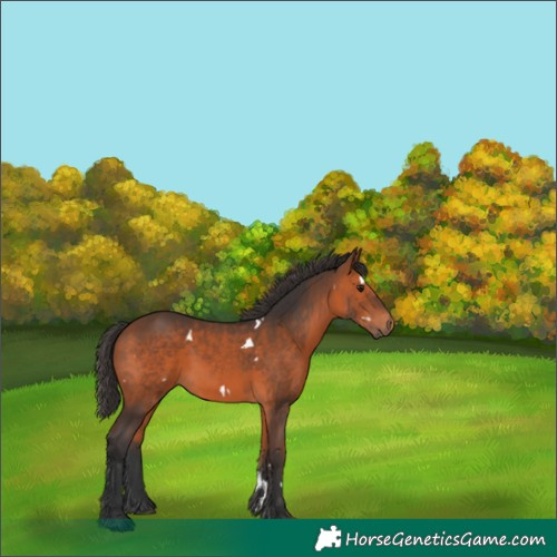 Horse Color:White Spotted Bay 