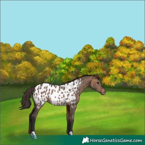 Horse Color:Bay Dun Appaloosa Rabicano 