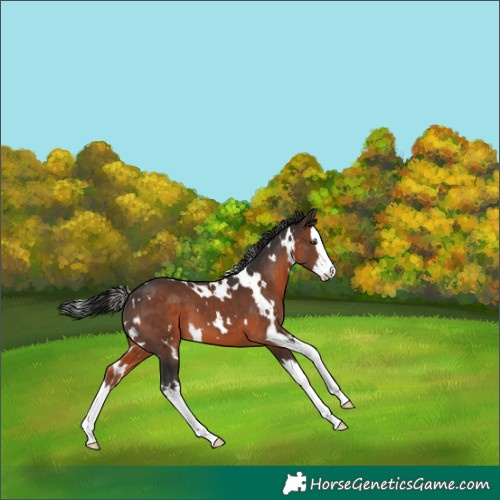 Horse Color:White Spotted Brown Splash 