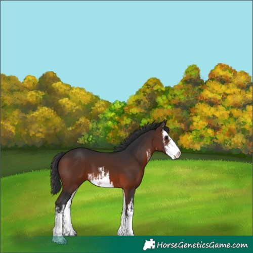 Horse Color:White Spotted Brown 