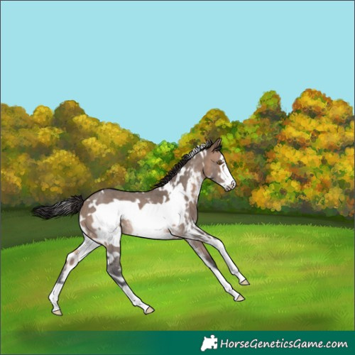 Horse Color:White Spotted Brown Dun Sabino Frame Rabicano 