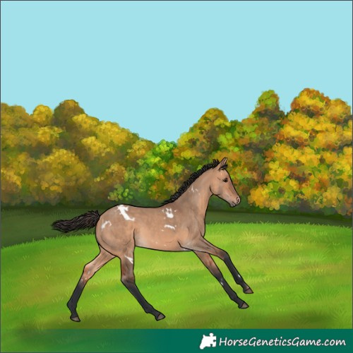 Horse Color:White Spotted Bay Dun 