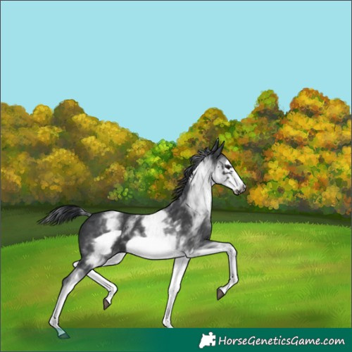 Horse Color:White Spotted Black Frame 