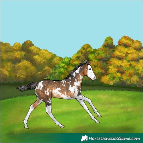 Horse Color:White Spotted Buckskin Splash Rabicano 