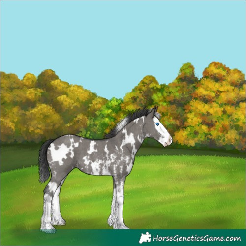 Horse Color:White Spotted Grullo Sabino Splash 