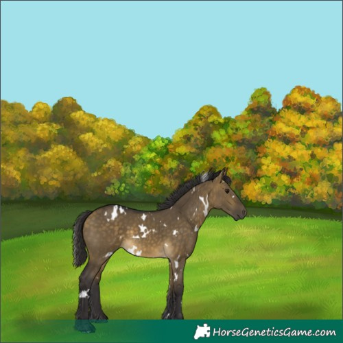 Horse Color:White Spotted Buckskin Dun 
