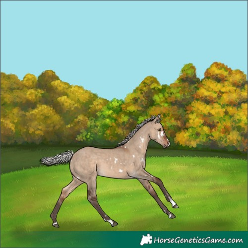 Horse Color:White Spotted Silver Brown Dun 
