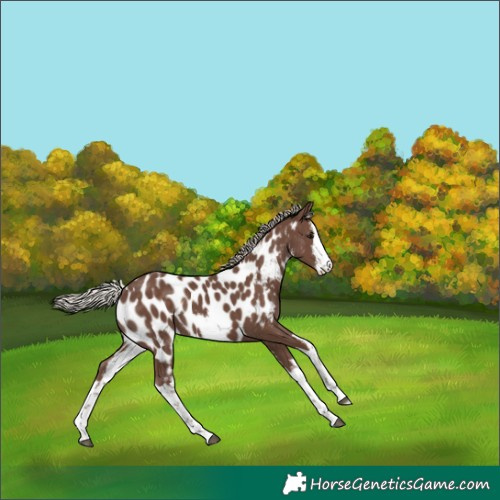 Horse Color:White Spotted Silver Black Appaloosa 