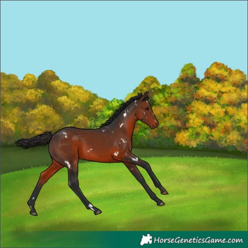 Horse Color:White Spotted Brown Rabicano 