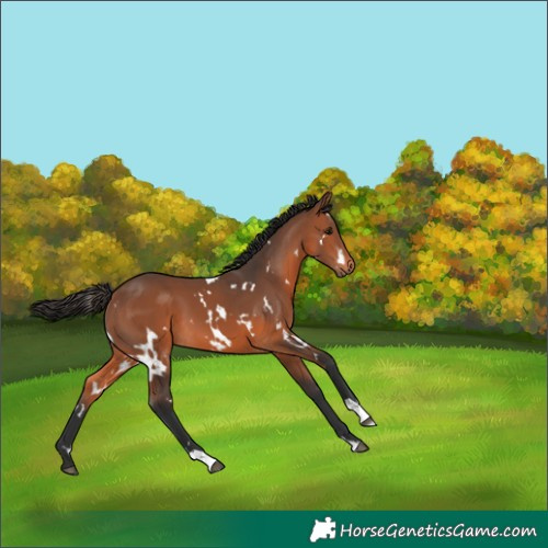 Horse Color:White Spotted Bay 