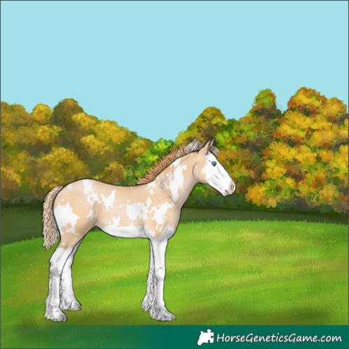 Horse Color:White Spotted Buckskin Pearl Splash 