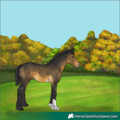 Horse Color:White Spotted Buckskin Tobiano 