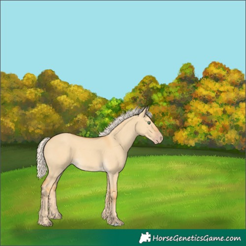 Horse Color:Gold Cream Champagne Dun 