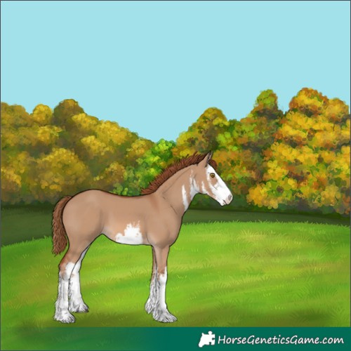 Horse Color:White Spotted Red Dun 