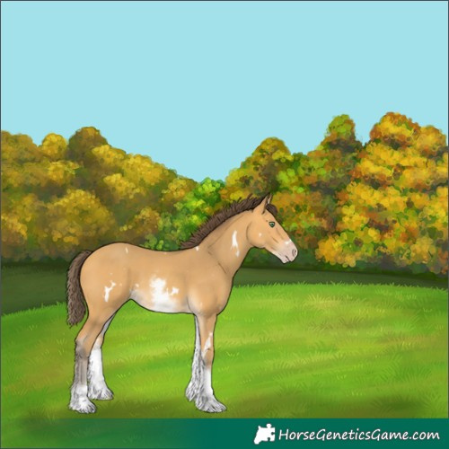 Horse Color:White Spotted Amber Cream Champagne 