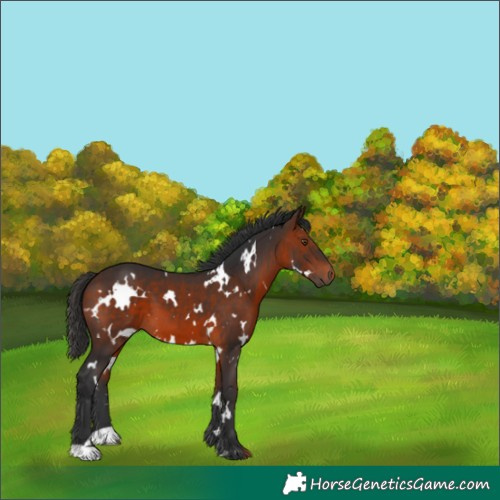 Horse Color:White Spotted Brown 