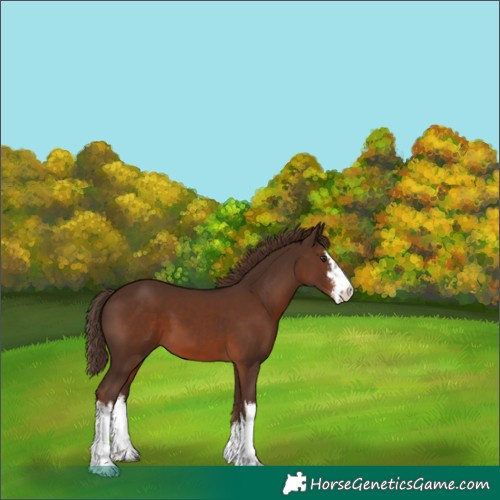 Horse Color:White Spotted Liver Chestnut 