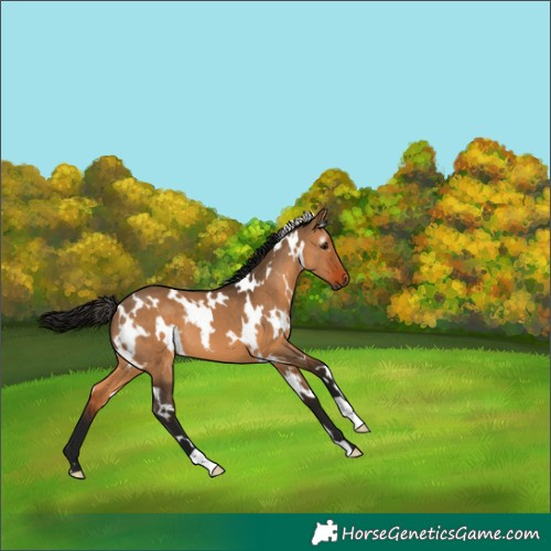 Horse Color:Gray White Spotted Bay Dun 