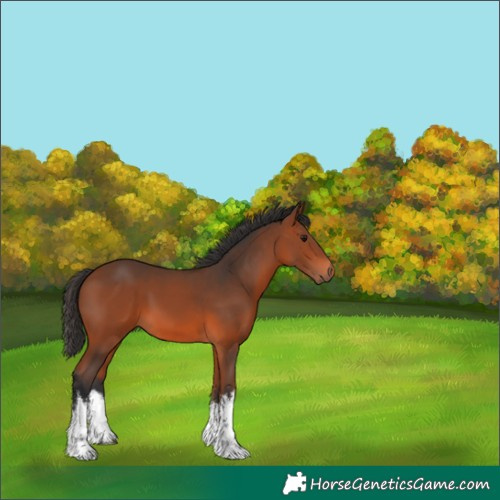 Horse Color:White Spotted Bay 