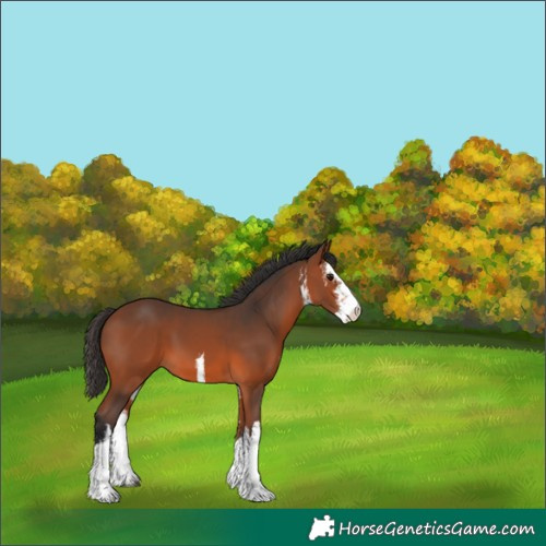 Horse Color:White Spotted Bay 