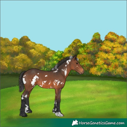 Horse Color:White Spotted Brown 