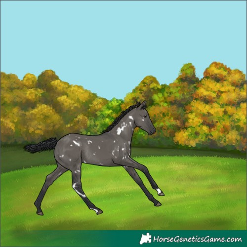 Horse Color:White Spotted Grullo Rabicano 