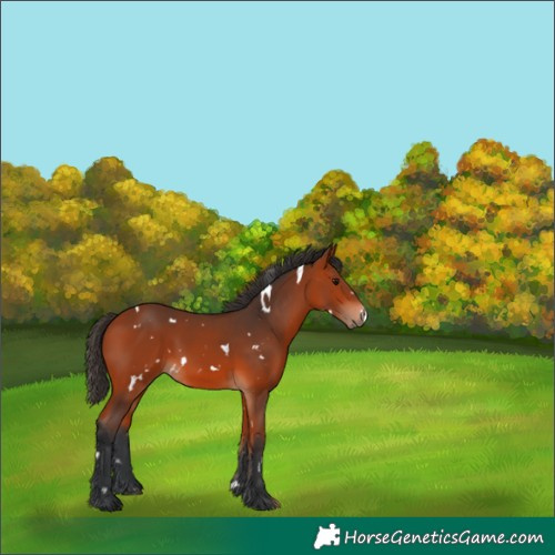 Horse Color:White Spotted Bay 